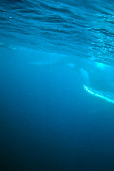 Au mooloolaba swim whales snorkel solo see and do adventurous