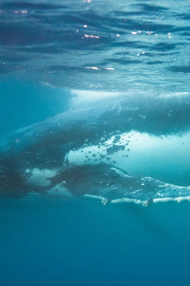 Au mooloolaba swim whales solo see and do adventurous