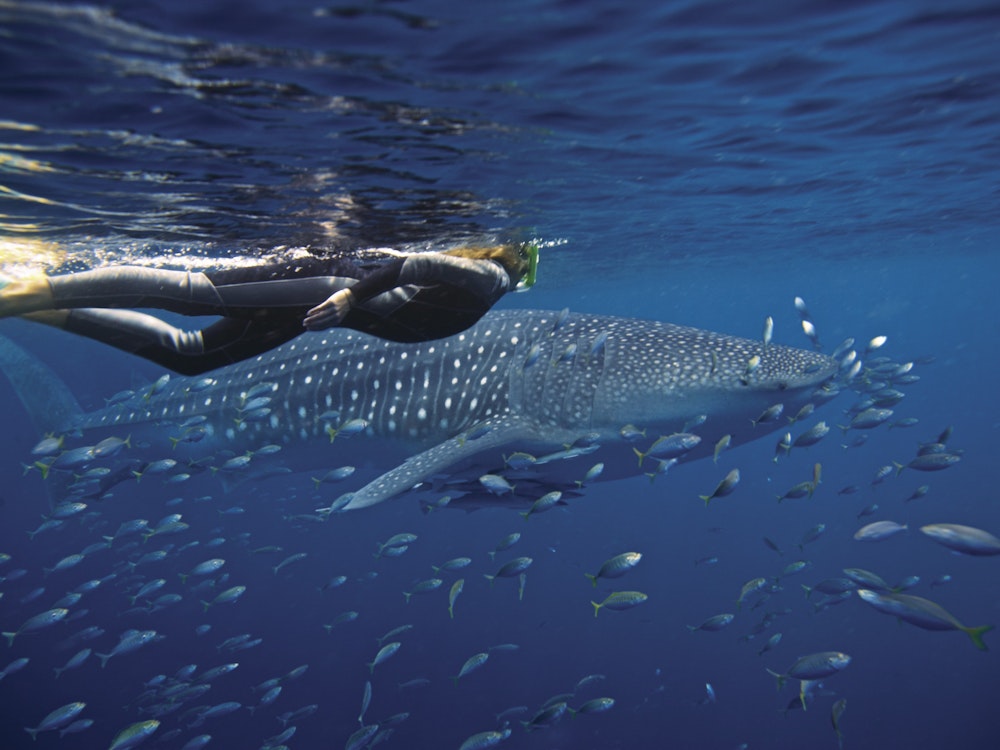 Au ningaloo reef exmouth whaleshark personal detailed page solo see and do header