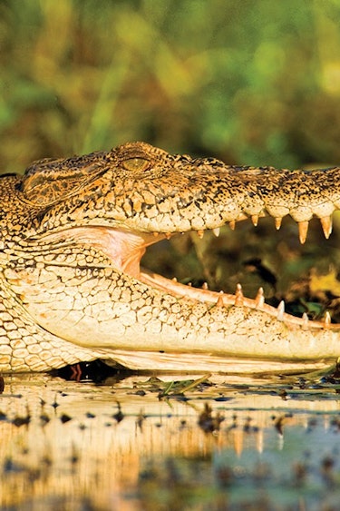 Australien Kakadu Nationalpark Krokodil