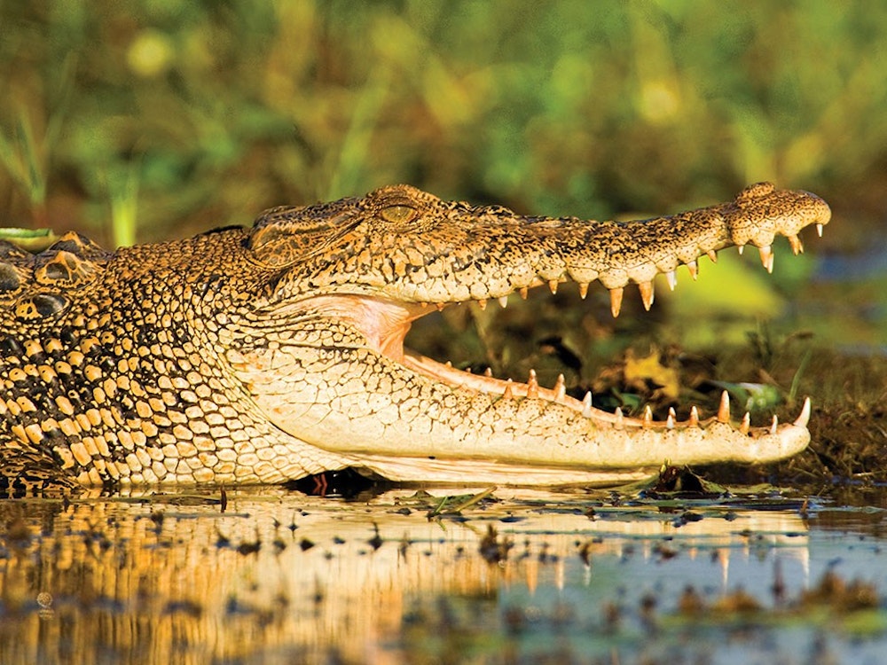 Aus kakadu yellow water wildlife crocodile cruise solo easy going