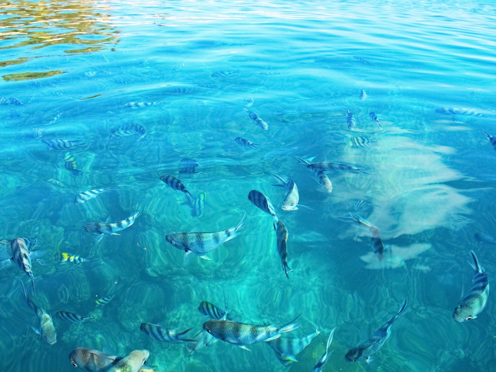 Fische Fiji Islands Schnorcheln