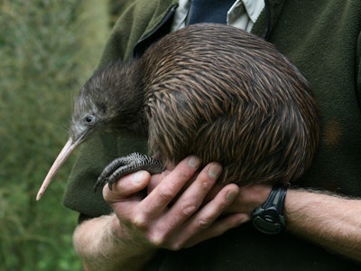 Een close-up van een kiwi in Nieuw-Zeeland