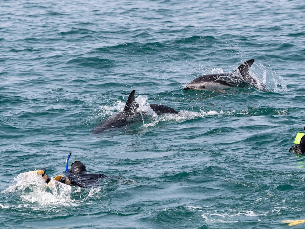 Swim with dolphins in Kaikoura's nutrient-rich waters