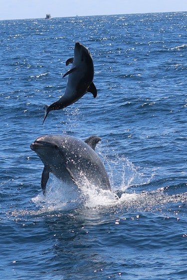 Neuseeland Bay of Plenty Delfine