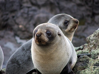Cute seals | New Zealand wildlife
