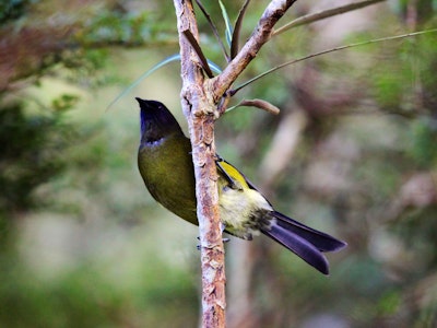 Prächtige Vogelpopulation im Fiordland Nationalpark