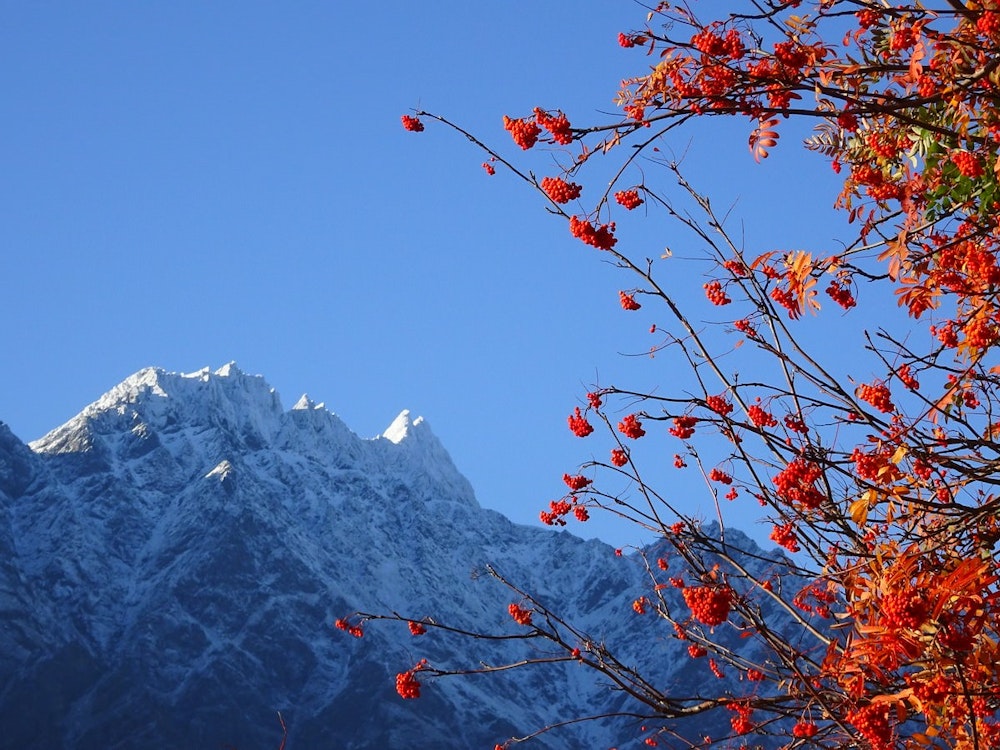 Rote Baumblüten vor verschneiten Gipfeln im Mt Cook Nationalpark Neuseeland