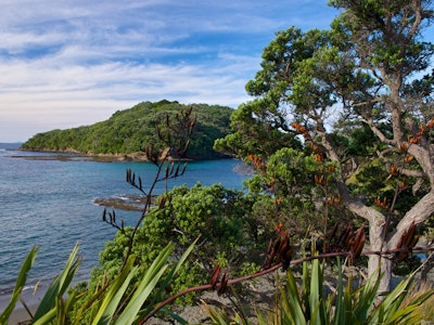 Küste mit Meerblick im Mahurangi Regional Park bei Auckland