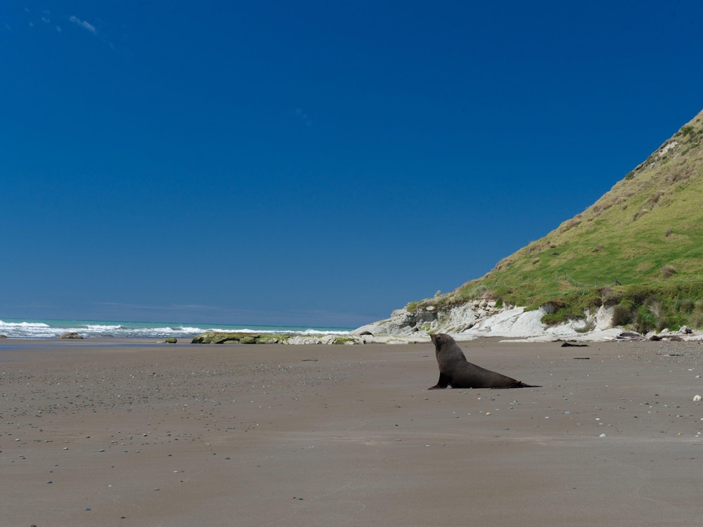 Ein Seelöwe suhlt sich an einem Strand auf der Otago Peninsula in Neuseeland