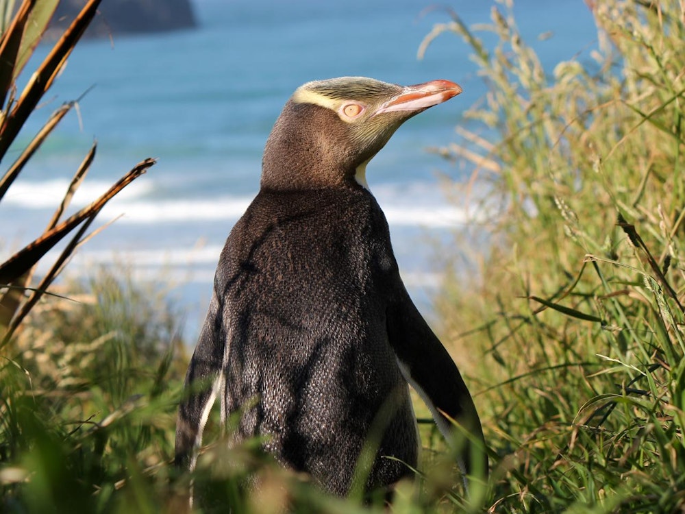 NZ yellow eyed penguin discoverpage