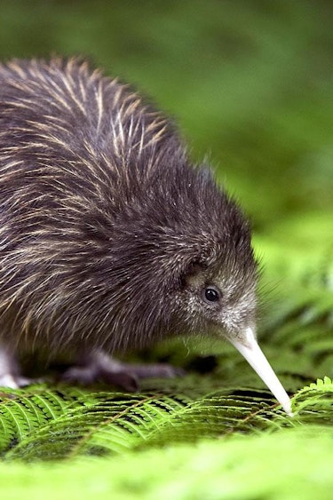 NZ Kiwi discoverpage flora and fauna