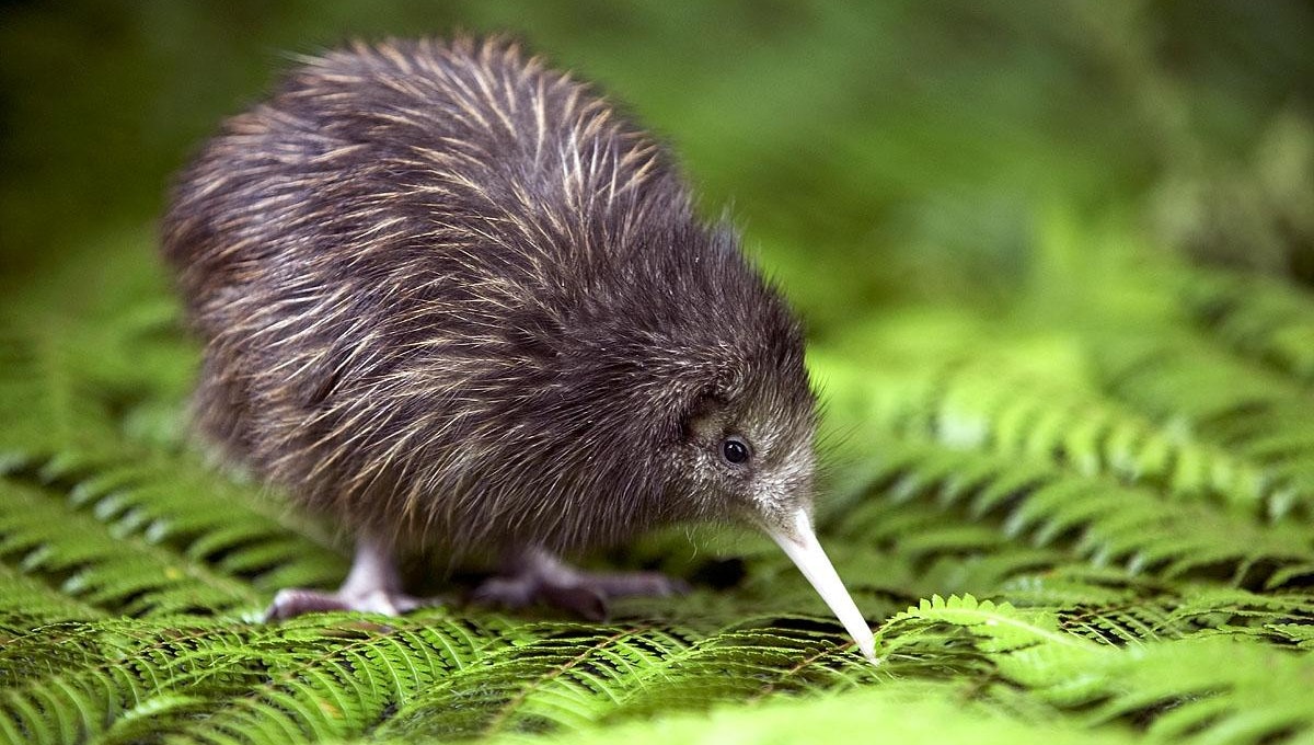 Neuseeland | Der Kiwi-Vogel | TravelEssence | TravelEssence