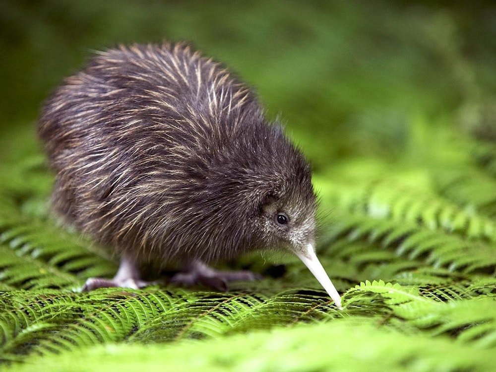 Een kiwi in Nieuw-Zeeland