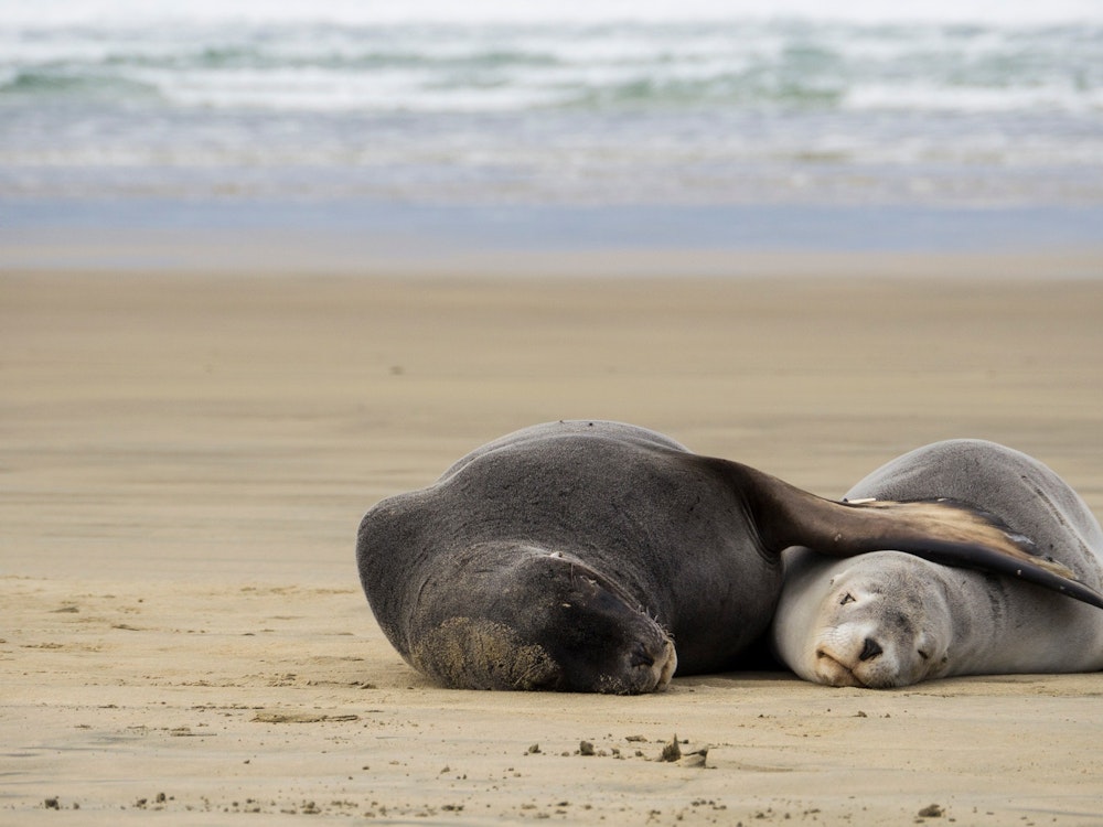 Two sea lions cuddling on the beach