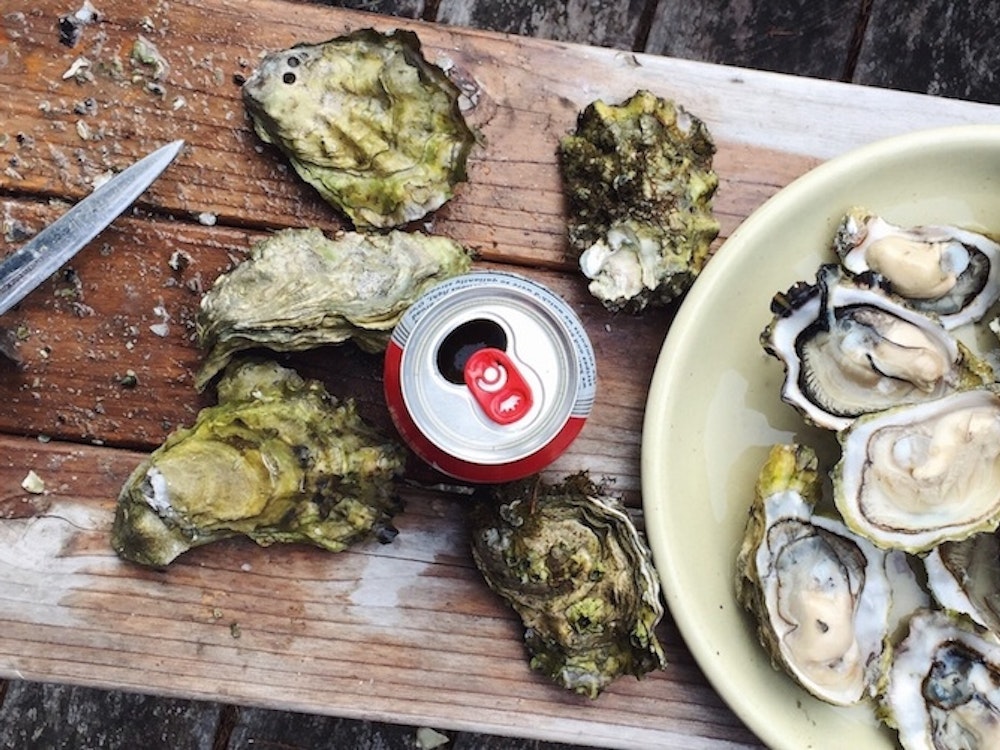 Fresh oysters in Bluff | New Zealand holiday