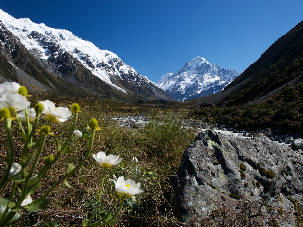 Weiße Bergblumen blühen auf Wiese vor verschneiten Gipfeln in Südalpen Neuseelands