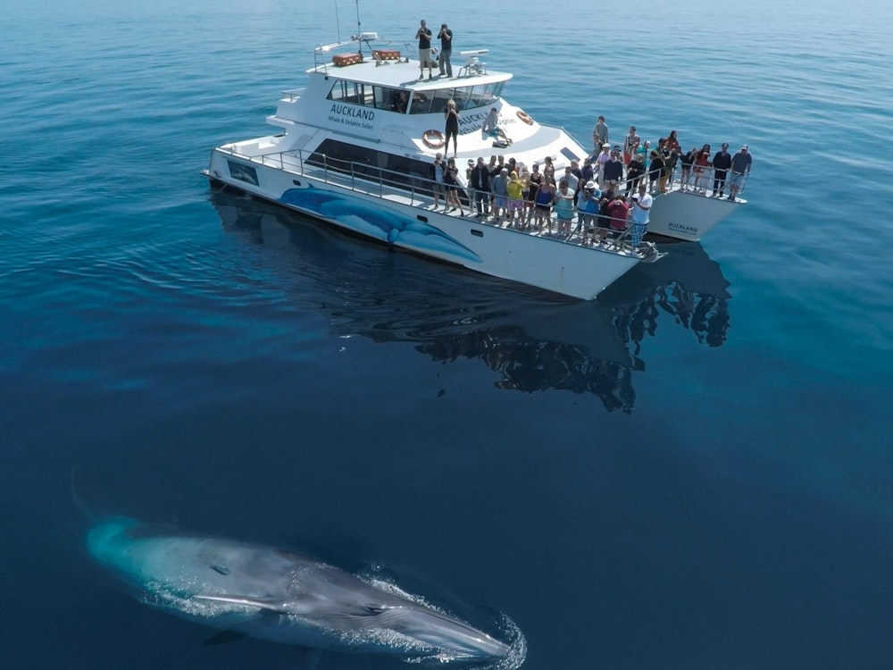 Een boot vaart langs een walvis