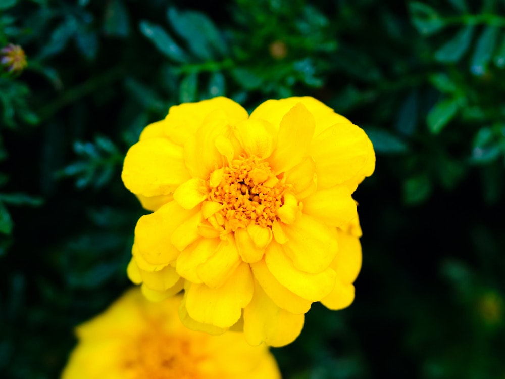 Een gele bloem
