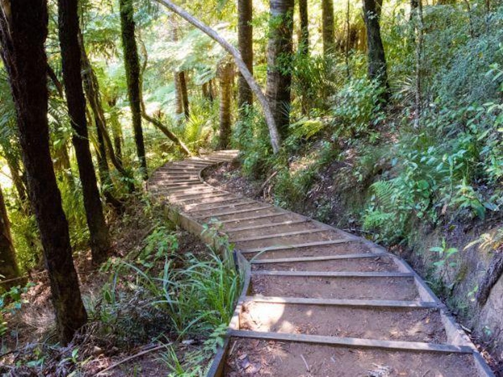 Een wandelpad in het bos bij Piha in Nieuw-Zeeland