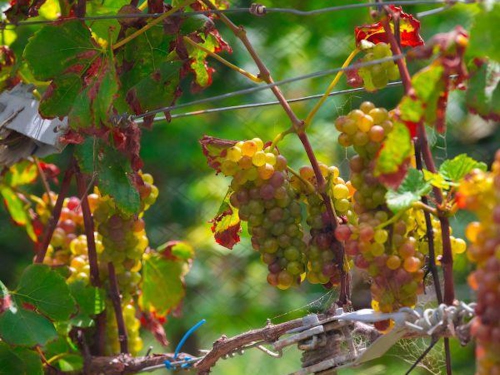 Druiven in een wijngaard
