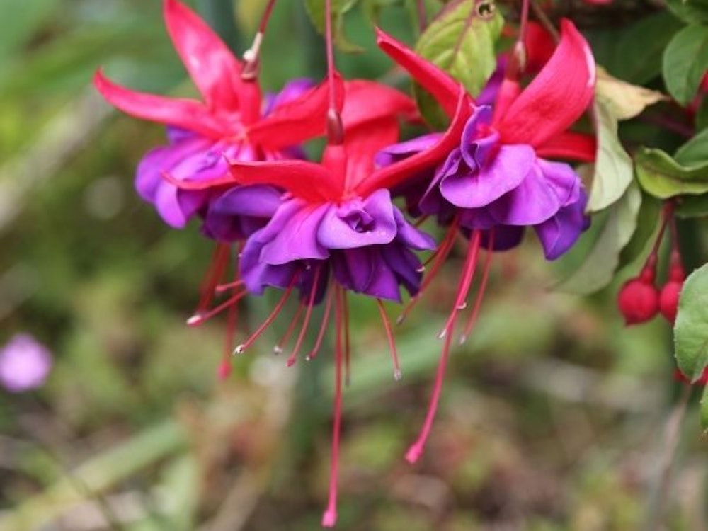 Purple and red flowers|New Zealand flora and fauna