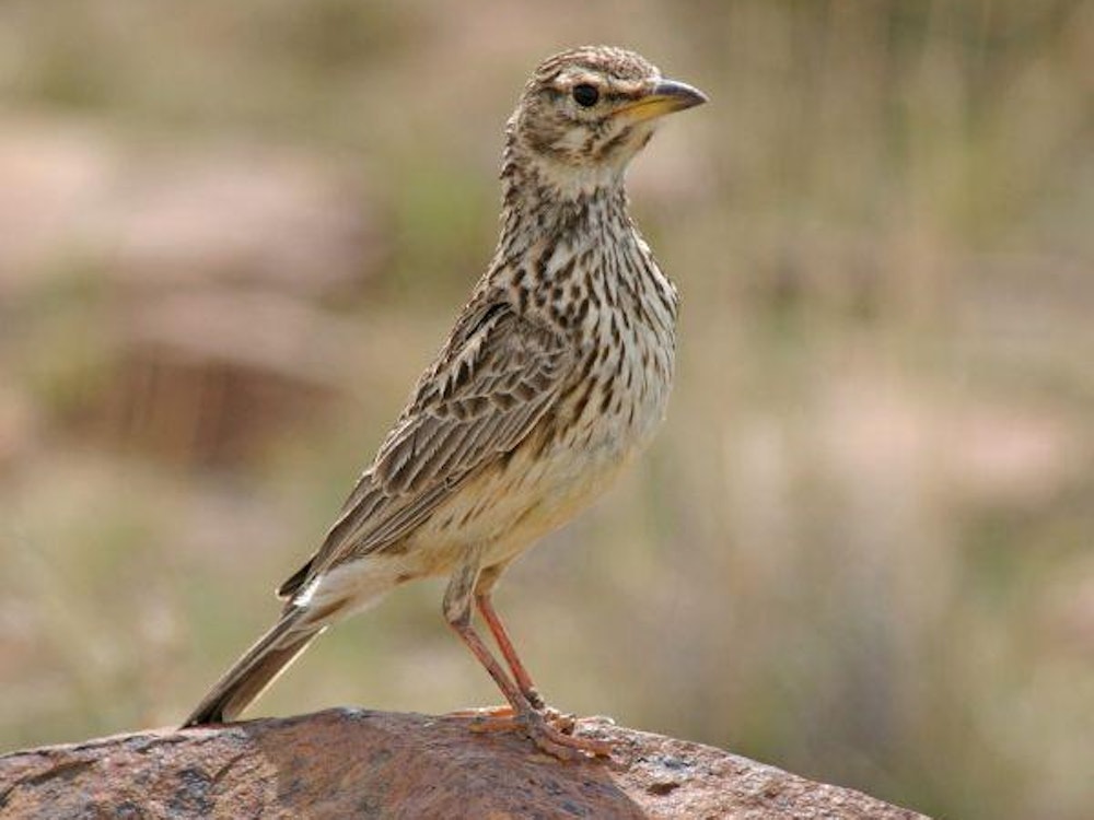 Small brown bird on a rock