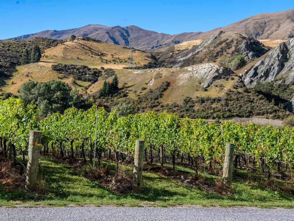 A green vineyard with a mountain backdrop