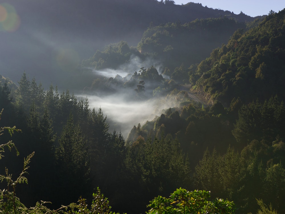 Mystical Te Urewera Rainforest | New Zealand holiday