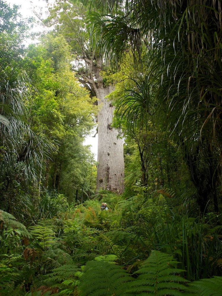 Explore Waipoua Forest | New Zealand nature