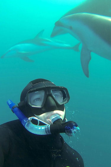 Neuseeland Meerestiere Delfine