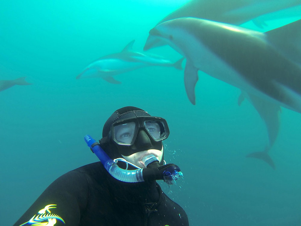 Schwimmen mit Delfinen in Neuseeland