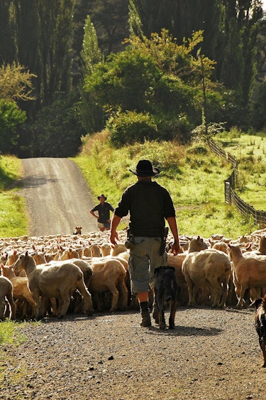 Nz owahngo farm lodge sheep family stays very comfortable