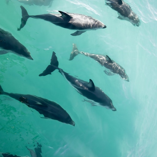 Spotting Dolphins in Kaikoura | New Zealand wildlife