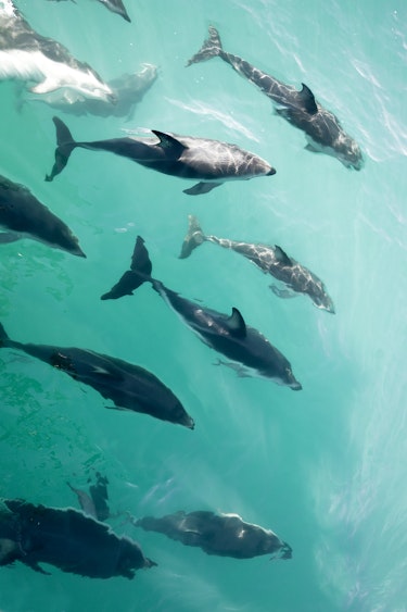 Neuseeland kaikoura schwimmen mit delfinen
