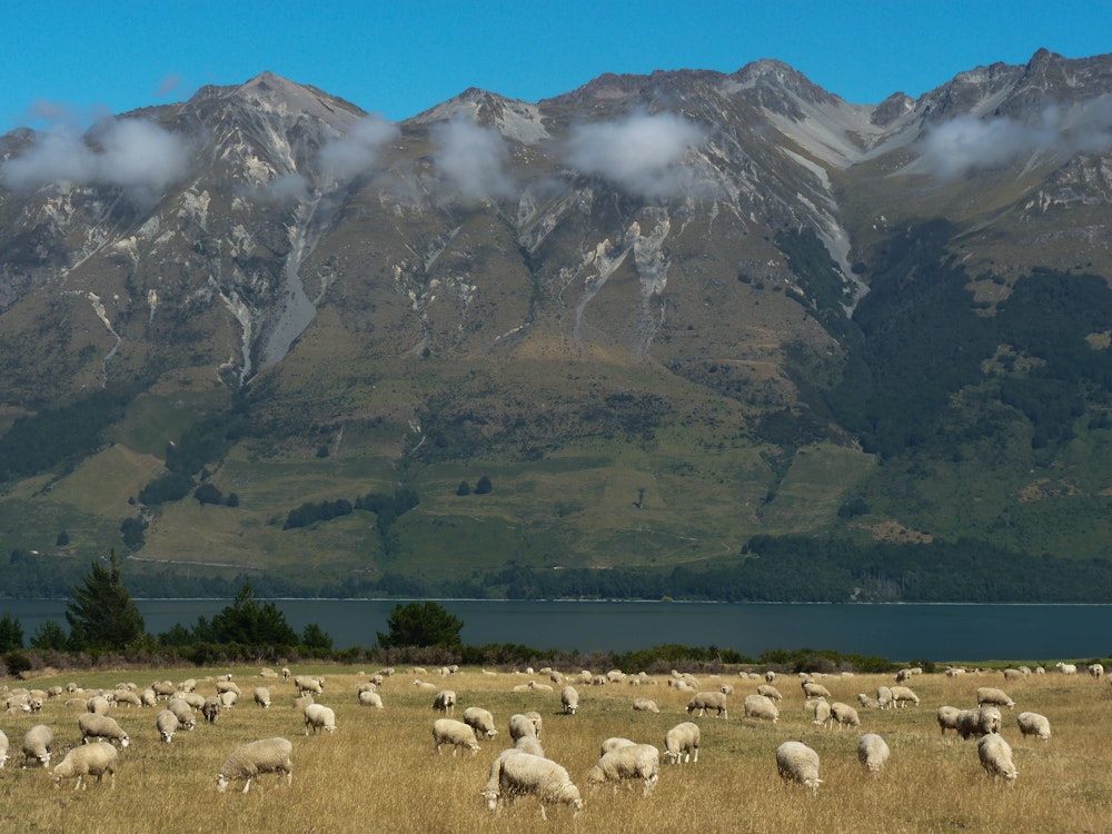 Schafe grasen auf einer Weide vor den aufragenden Glenorchy Mountains in Neuseeland