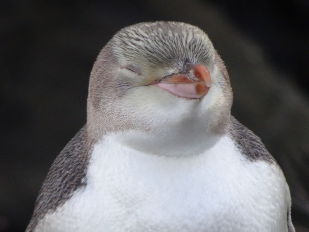 Een unieke pinguïn in Nieuw-Zeeland