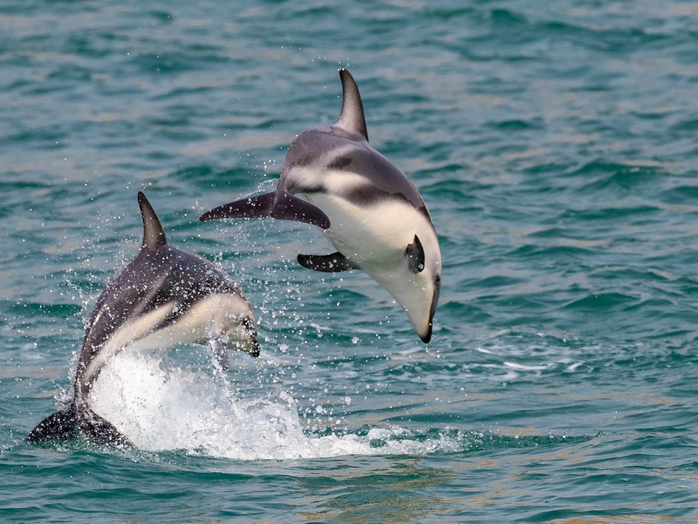 Dolfijnen springen uit het water bij Kaikoura