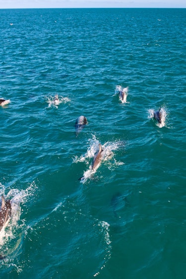 Nz kaikoura dolphin swim wildlife family see and do active