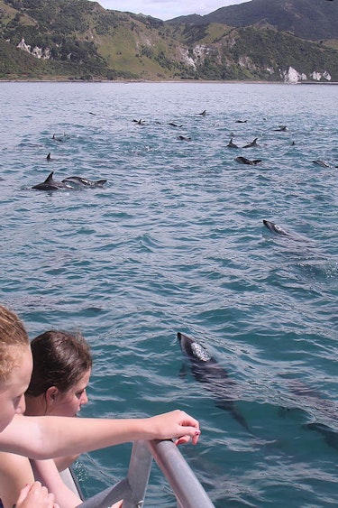 Nz kaikoura dolphin view boat family see and do active
