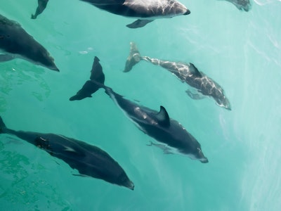 Unique encounter with dolphins | New Zealand wildlife