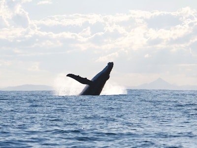 Nz kaikoura whale watching jump sea family see and do easy going