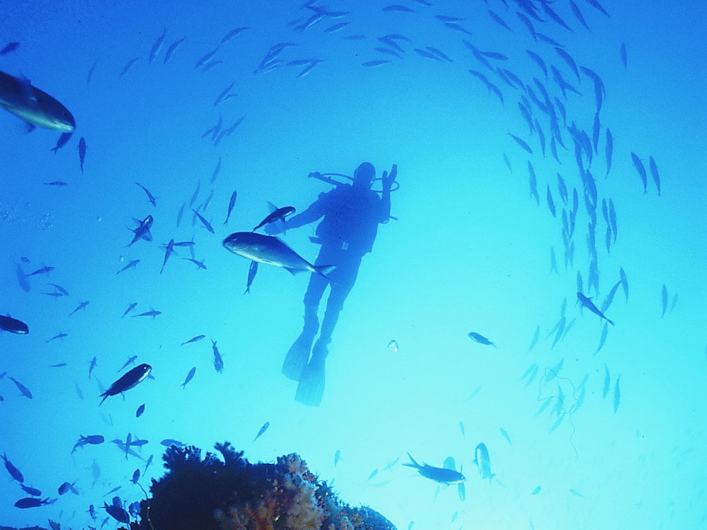 Duiker omgeven door vissen in helderblauw water.