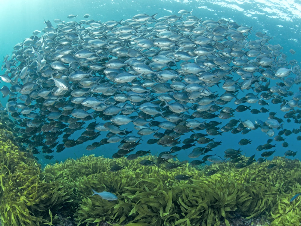Vissen zwemmen voor de kust van Poor Knights Islands