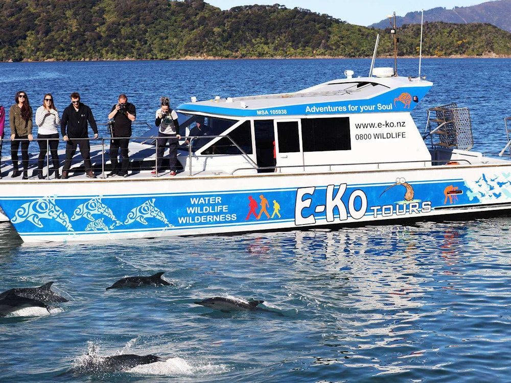 Spotting wildlife on a cruise in Queen Charlotte Sound | New Zealand holiday