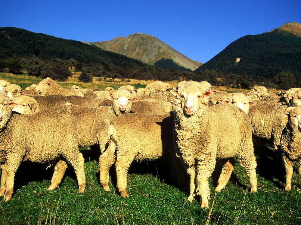 Nz arthurs pass lodge farm sheep friends stays luxury