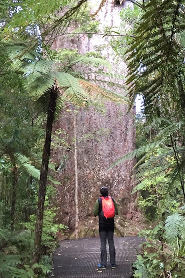 Neuseeland Footprints Waipouia