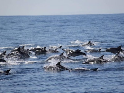 Neuseeland reiseerfahrung hoppmann bay of plenty delfine