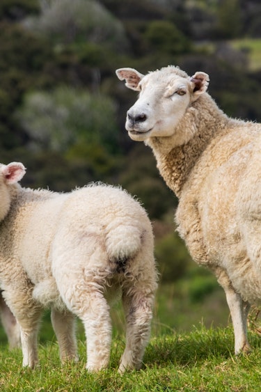 Neuseeland Schaffamilie