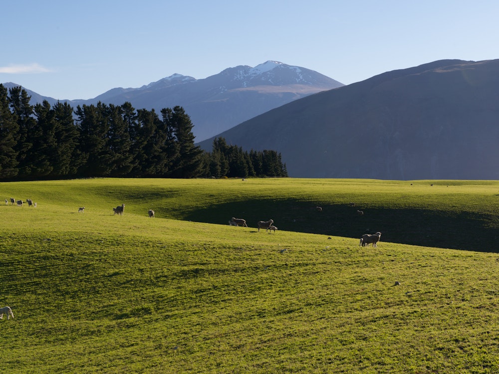 Grazing sheep in Canterbury